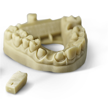 dentistry teeth model